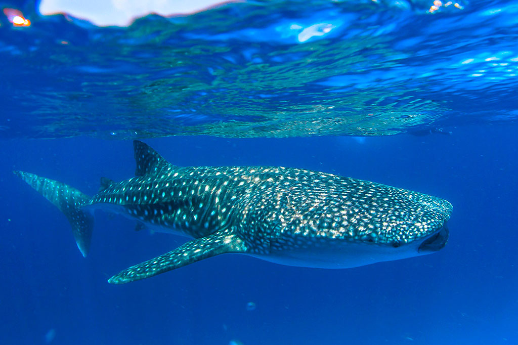 Excursion del tiburón ballena